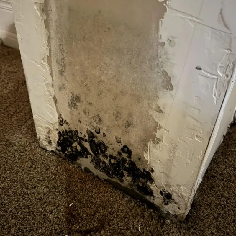 Professional Mold Removal in Winona, MO